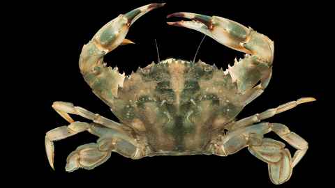 Invasive species