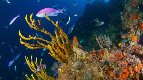 Underwater of marine life