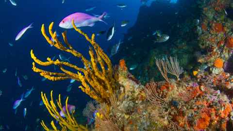 Marine science deep reef biodiversity