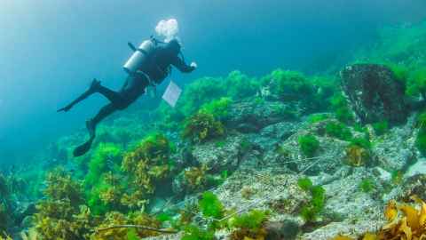 Marine science diver under water