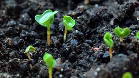 Seedlings