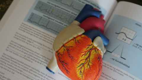 Model of a human heart