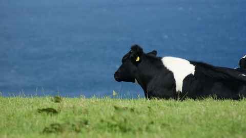 Dairy cow in a field.