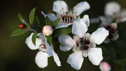 Manuka flowers with a bee.