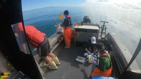 Collecting biofouling samples in the field