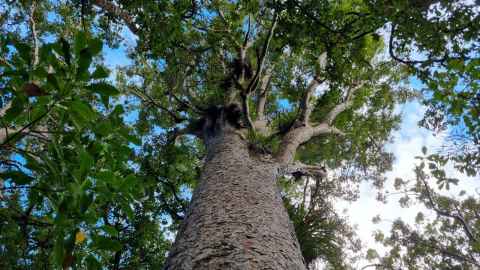 Large kauri tree viewed from below