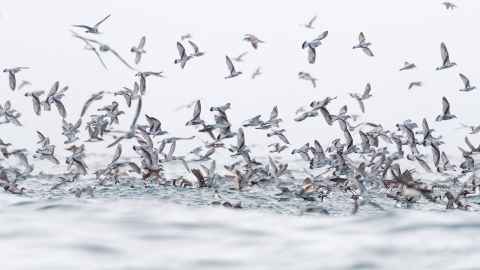 Shearwaters and prions feeding over a fish shoal.