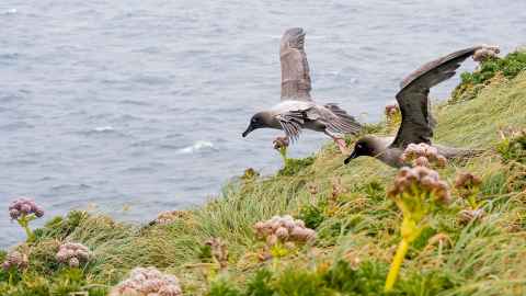 Light-mantled albatross. 