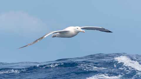 Southern Royal Albatross.