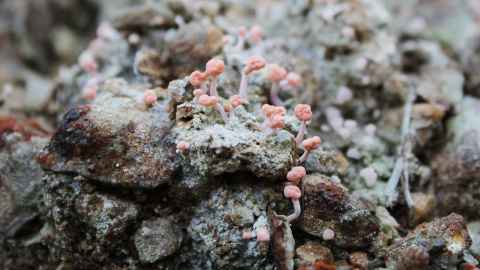 Close up of fungus