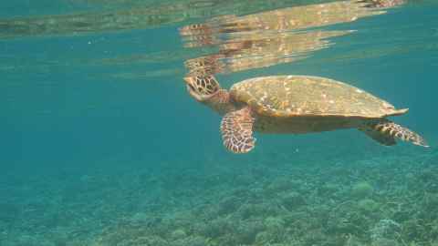 Underwater shot of a turtle.