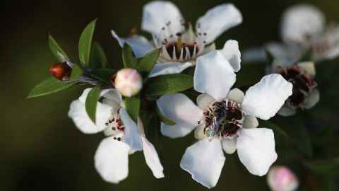 Manuka flowers with bee, By Avenue, Wikimedia