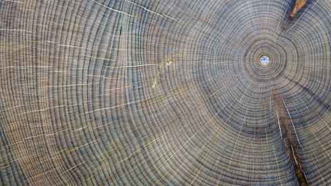 Kauri tree rings