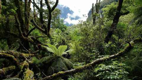 South Island forest, image by Satoru Kikuchi