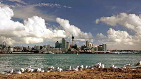 Auckland City from across the harbour, with seagulls