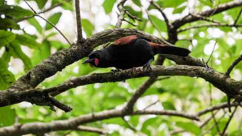 Native NZ Saddleback bird in a tree