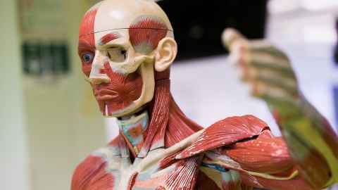 Model of the human body