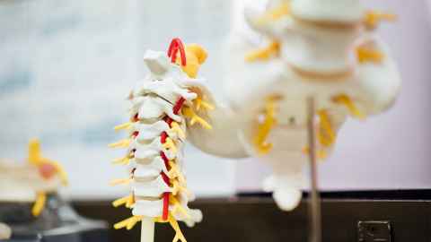 model of a human spine