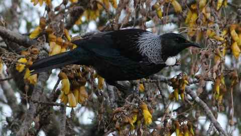 Tui in a kowhai tree