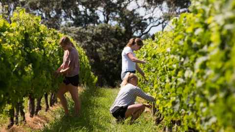 Students in grapevines at Goldie's Estate