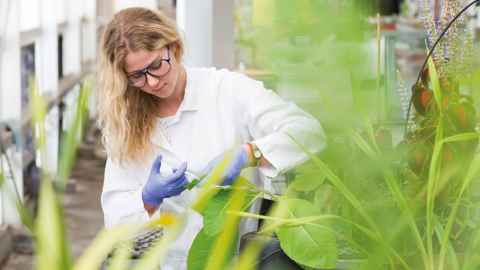 A Summer Research Scholarship recipient studying a plant's leaves.