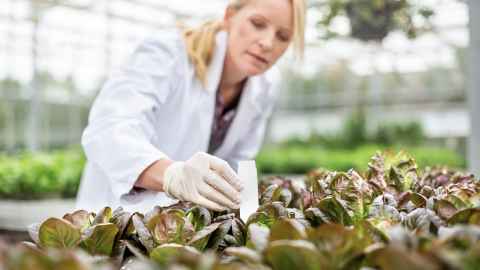 Postgraduate student works with plants in a biology lab.