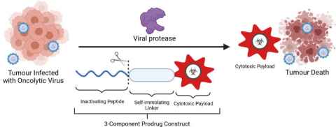 A figure showing the three-component prodrug to provide a novel VDEPT strategy.