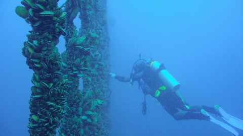 Cawthron Institute mussel farm inspection