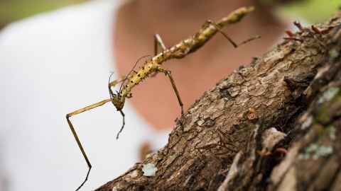 stick insect 