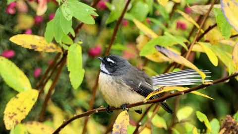 Fantail