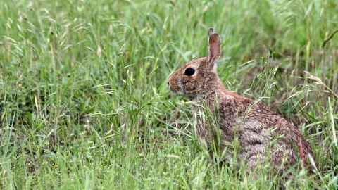 Rabbit in long grass