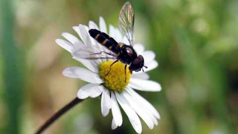 Fly on a daisy