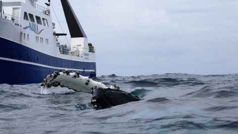 Humpback whale surfacing beside Niwa vessel