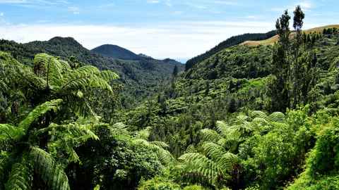Image of New Zealand landscape with forest and mountains