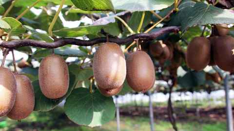 Golden kiwifruit hanging from the tree