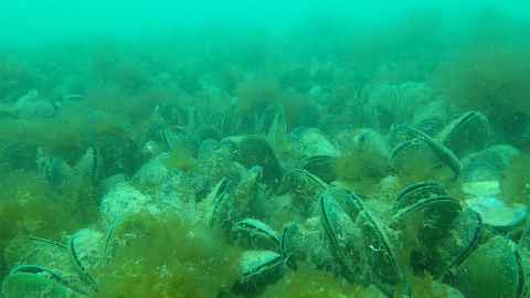 Mussel seabed