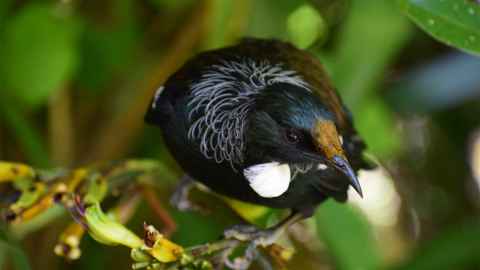 Close up of a tui. 