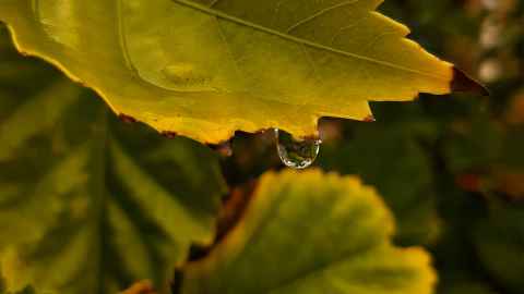 close up weave of leaves