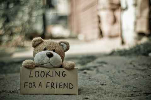 Bear with a sign that says looking for a friend.