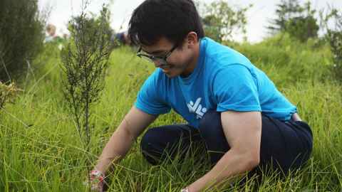 Native tree planting