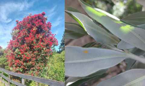 Pohutukawa tree and leaves