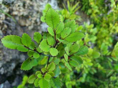 Photo of a plant