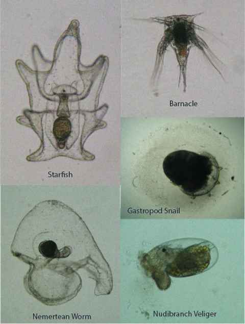 Plankton