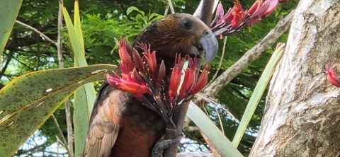 A bird feeding
