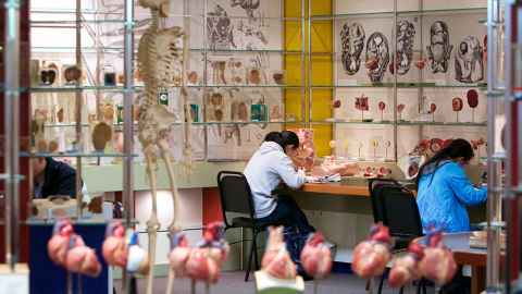 People studying in a room with a skeleton and models of body parts on display.