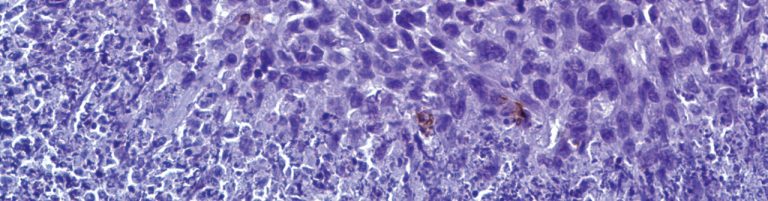 Magnified image of cells