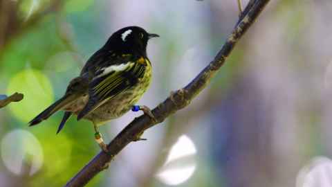 photo of native bird