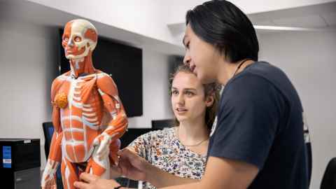 Two students study together using a model that shows the skeletal and muscular system.