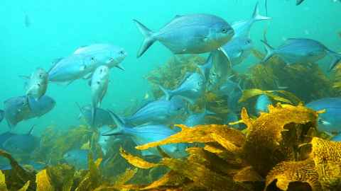 A school of fish.