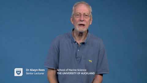 Dr Alwyn Rees, Institute of Marine Science